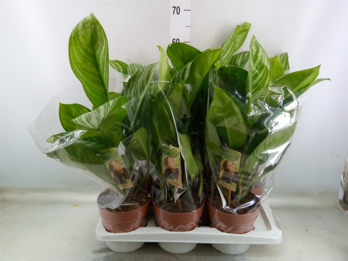<h4>Aglaonema   ...</h4>