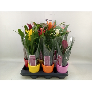 Bromelia   ...mix