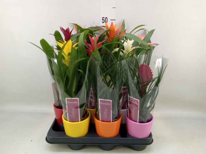 <h4>Bromelia   ...mix</h4>