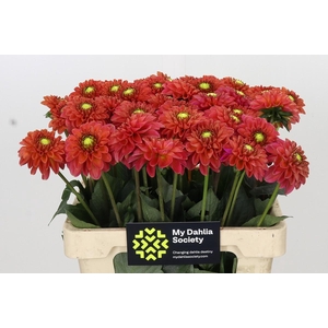 Dahlia Orange Fox