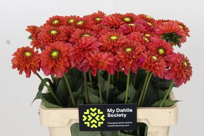 <h4>Dahlia Orange Fox</h4>