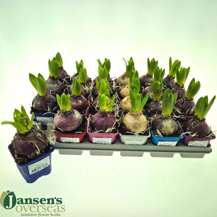 <h4>HYACIN GEM 3 KL</h4>