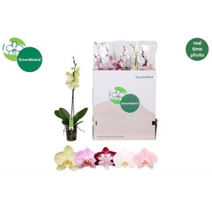 PHAL GEM 5 KL