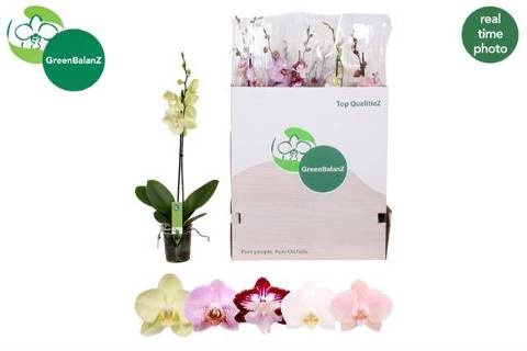 <h4>PHAL GEM 5 KL</h4>