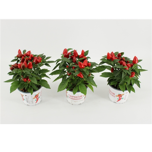 <h4>Capsicum Sombrero Mambo Rood 12cm</h4>