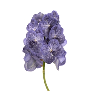 Vanda Blue Spot 800