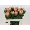 Protea Grandicolor