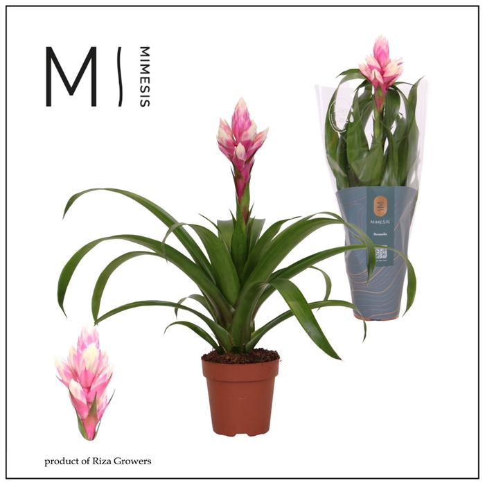 <h4>Guzmania Candy</h4>