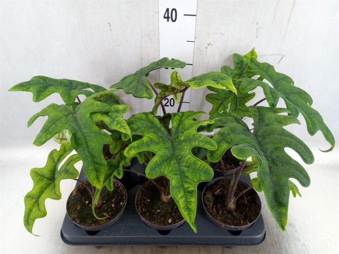<h4>Alocasia ...</h4>