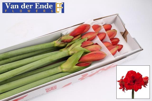 <h4>Hipp Dg Red Glory</h4>