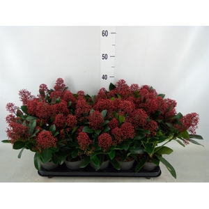 Skimmia jap. 'Rubella'