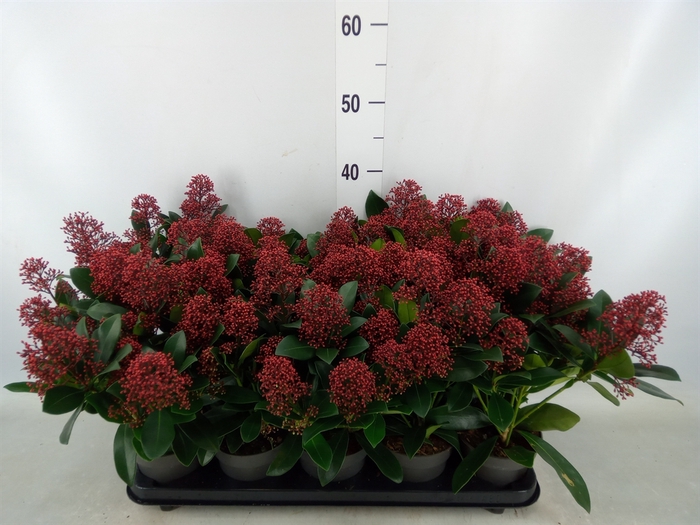 <h4>Skimmia jap. 'Rubella'</h4>