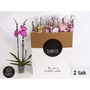 PHAL GEM 9 KL