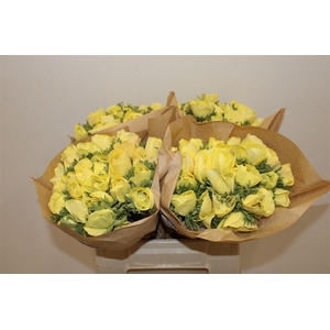 Anem Marianne Powder Yellow