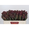 Leucadendron Senorita