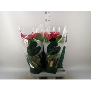 Anthurium andr. 'Nevada'