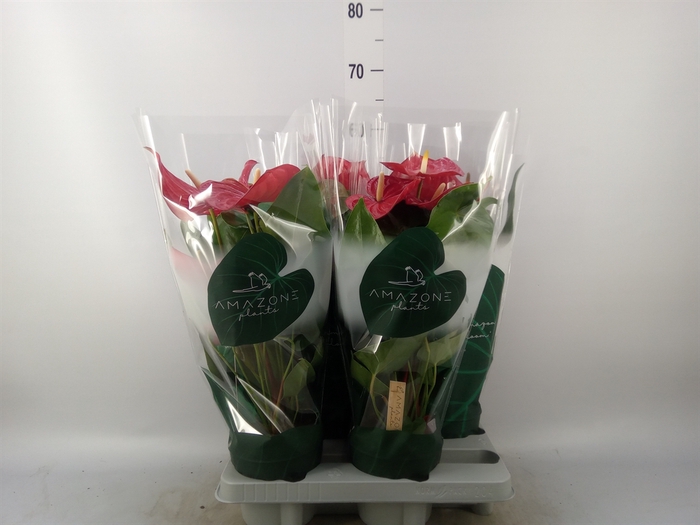 <h4>Anthurium andr. 'Nevada'</h4>