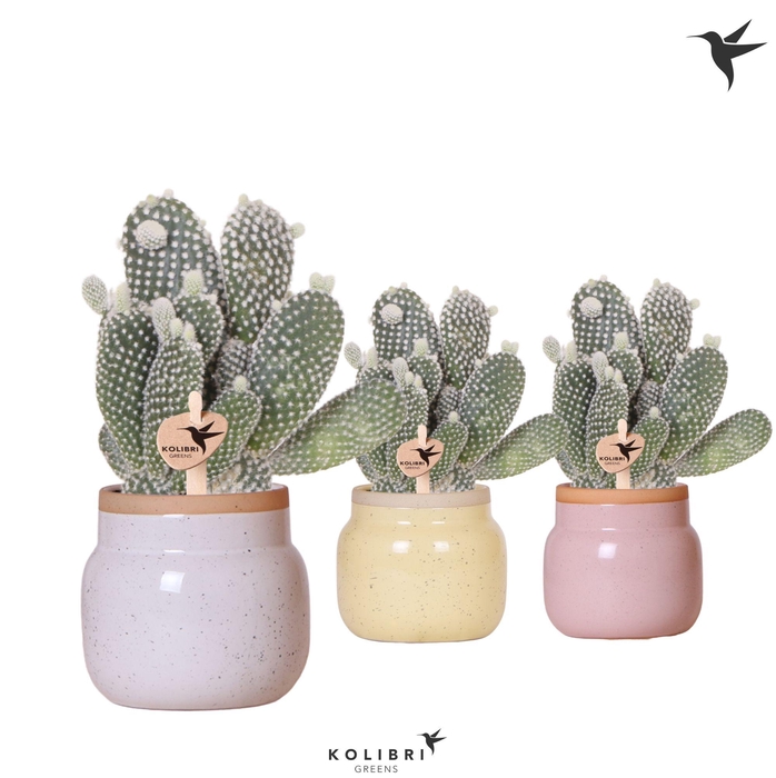 <h4>Kolibri Greens Opuntia white in Vintage Bowl pot mix</h4>