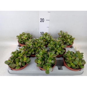 Crassula ovata 'Minor'