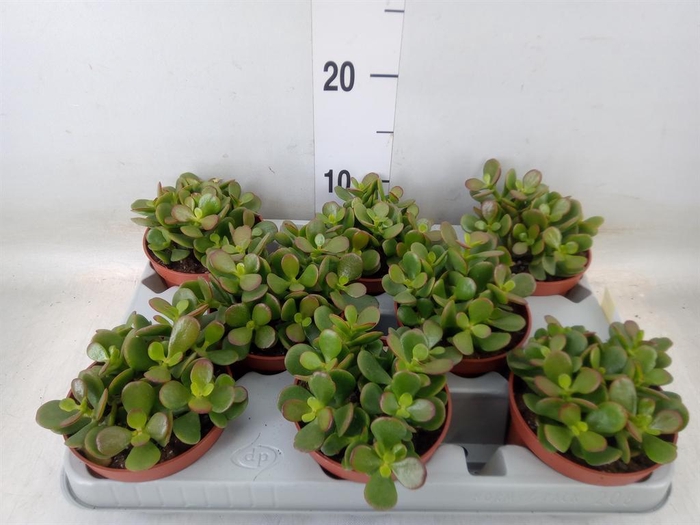 <h4>Crassula ovata 'Minor'</h4>