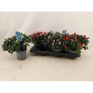 RHODO SI V GEM 4 SRT