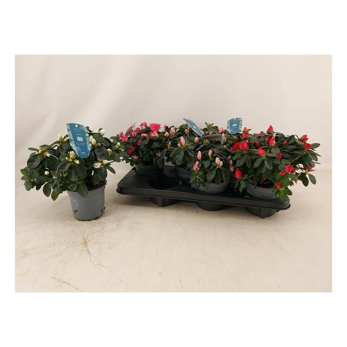 <h4>RHODO SI V GEM 4 SRT</h4>