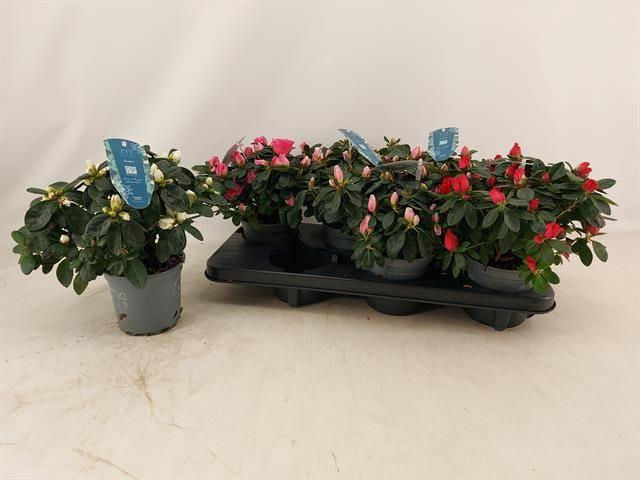 <h4>RHODO SI V GEM 4 SRT</h4>