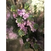 MATTHIOLA IRON CREAM