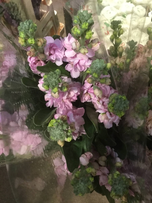 MATTHIOLA IRON CREAM