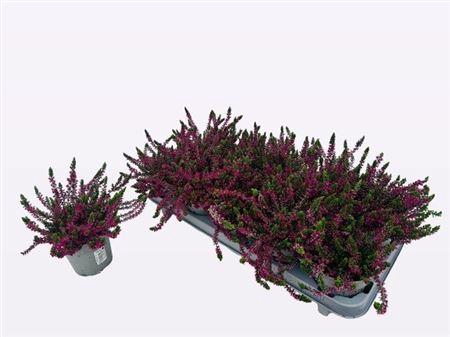 arr8 Callu Wibos Rot