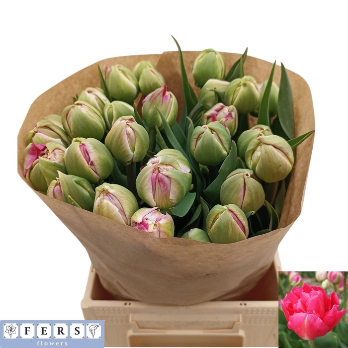 <h4>TU DU PINZA</h4>