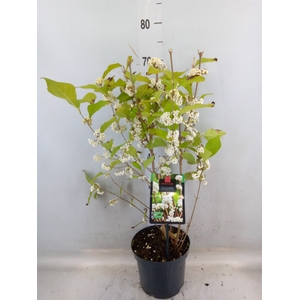 Callicarpa bod. 'Profusion'