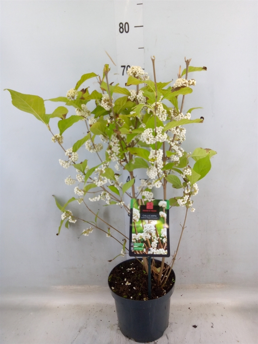 <h4>Callicarpa bod. 'Profusion'</h4>