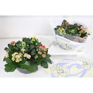 Gevuld 23 cm Gemengd in pot (carnaval)