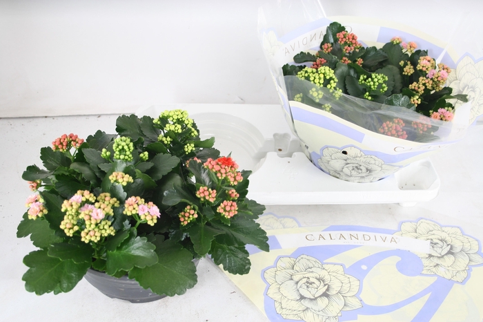 <h4>Gevuld 23 cm Gemengd in pot (carnaval)</h4>