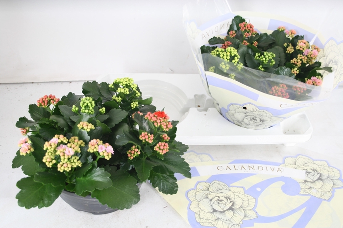 <h4>Gevuld 23 cm Carnaval in pot</h4>