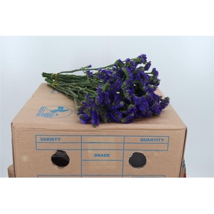 Statice Light Blue