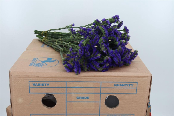 <h4>Statice Crystal Dark Blue</h4>