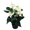 ANTH SIERRA WHITE P15