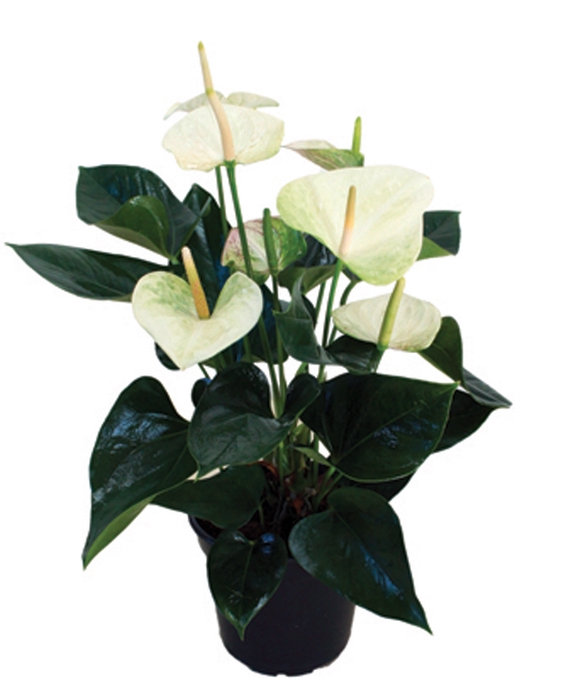 <h4>ANTHURIUM SUMI P17</h4>