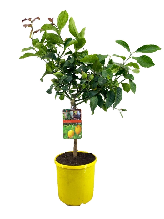 <h4>Citrus lemon</h4>