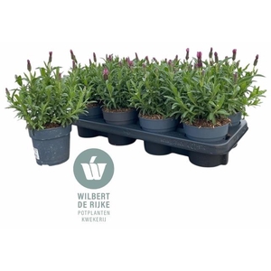 LAVAN S FA EARLY PIN