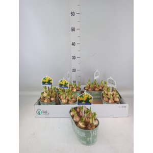 Arr.  Narcissus Tete Tete L%