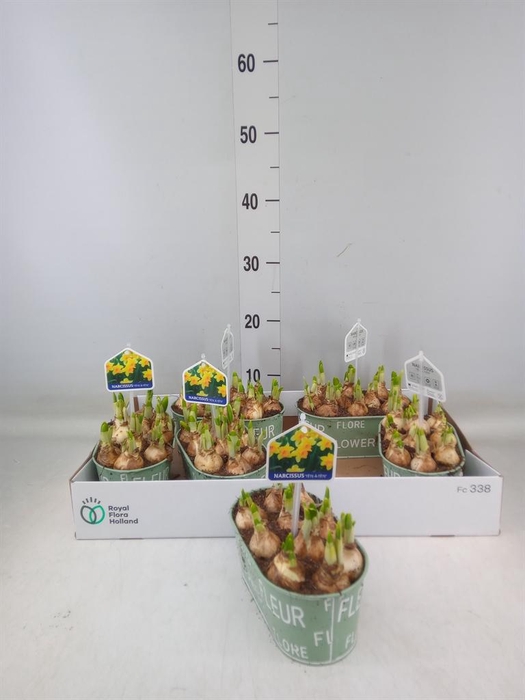 <h4>Arr. Narcissus Tete Tete L%</h4>