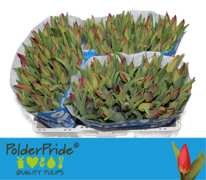 <h4>TU EN STRONG LOVE</h4>