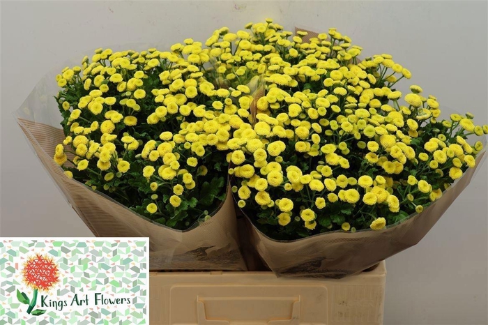 <h4>TANA PA AMAZONE</h4>