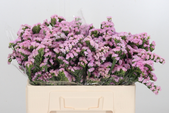 <h4>Astr Pink Sensation</h4>