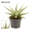 Sansevieria Chanin Crown 9 cm (Decorum)