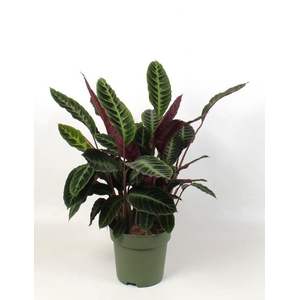 Calathea Warscewiczii
