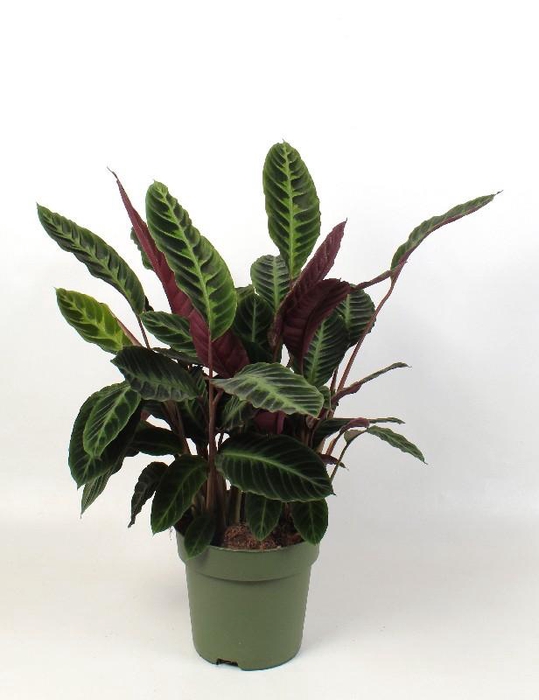 <h4>Calathea Warscewiczii</h4>